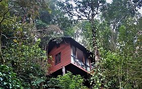 Tree6 Wayanad